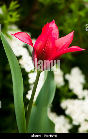 Tulipa Viridiflora 'Doll's Menuet' en fleurs au printemps Banque D'Images