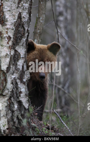 L'ours brun (Ursus arctos) peeking derrière arbre. Banque D'Images