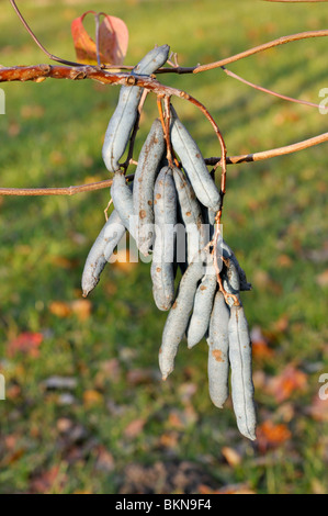 Blue fruit saucisse (Decaisnea fargesii) Banque D'Images