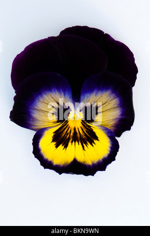 Close up of a Pansy F1 fleurs bougies minuit sur un fond blanc. Banque D'Images