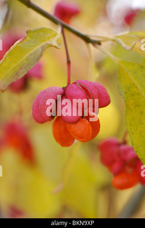 La fusée commune (Euonymus europaeus) Banque D'Images