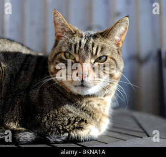 Portrait de chat tigré assis dans le soleil Banque D'Images