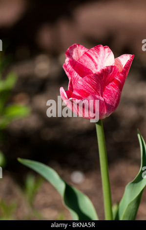 Triumph Tulip Hemisphere en fleurs au printemps Banque D'Images