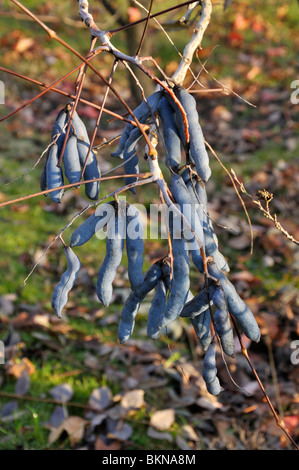 Blue fruit saucisse (Decaisnea fargesii) Banque D'Images