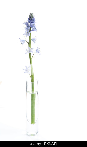 Bluebell unique fleur en vase en verre contre fond blanc Banque D'Images