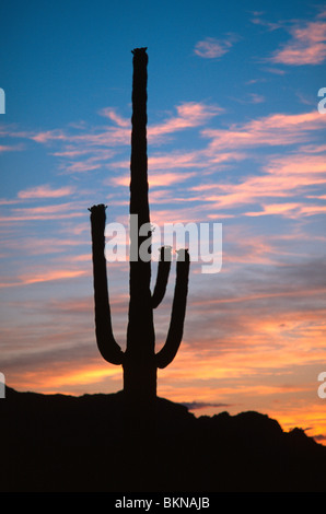 Saguaro cactus au coucher du soleil à Arizona USA Banque D'Images