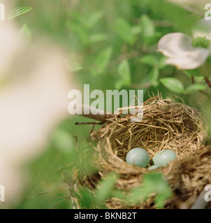 Close-up of Robin's Blue oeufs dans un nid Banque D'Images