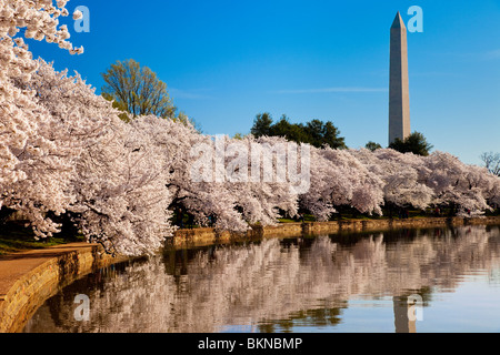 Blossoming cherry trees ring du bassin avec le Washington Monument au-delà de Washington DC, USA Banque D'Images