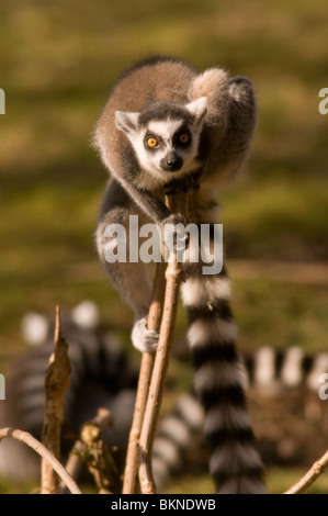 RING-TAILED LEMUR Lemur catta Banque D'Images