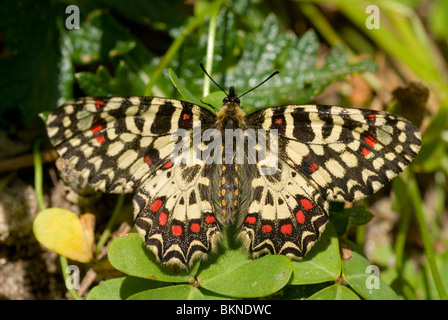 Festoon espagnol (Zerynthia rumina papillon) Banque D'Images