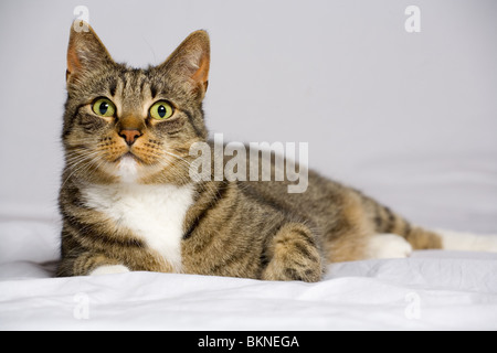 Un beau chat Tabby posant pour la caméra de studio Banque D'Images