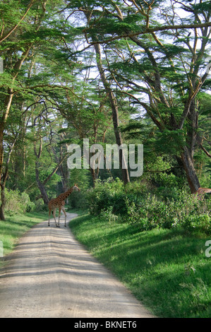 Girafe Giraffa camelopardalis crossing road Banque D'Images