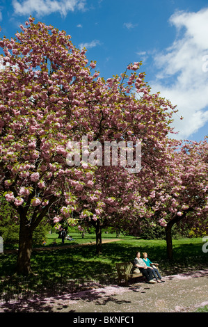 Deux personnes assis sous un arbre en fleurs à Hyde Park, Londres, mai 2010 Banque D'Images