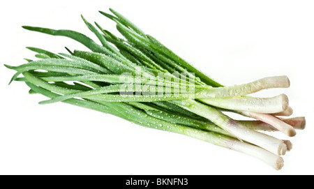 Bouquet d'oignons verts sur fond blanc Banque D'Images