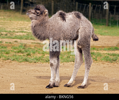 Chameau de Bactriane (Camelus bactrianus) Veau Banque D'Images