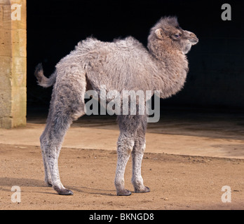 Chameau de Bactriane (Camelus bactrianus) Veau Banque D'Images