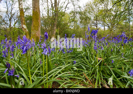 Un bois bluebell dans l'Oxfordshire, UK. Printemps, en mai. Jusqu'à à travers les fleurs aux arbres et ciel Banque D'Images