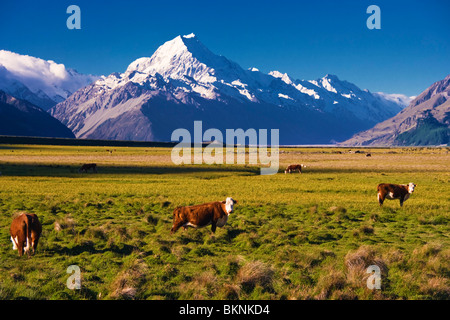 Le pâturage des vaches avec Aoraki Mount Cook dans l'arrière-plan, Nouvelle-Zélande Banque D'Images