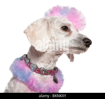 Caniche toiletté avec fourrure rose et pourpre et mohawk, in front of white background Banque D'Images