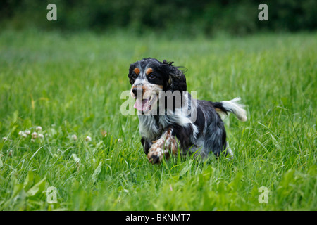 Cocker Anglais Banque D'Images