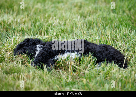 Cockapoo / Welpe puppy Cockapoo Banque D'Images