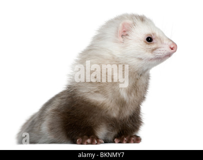 Ferret, 2 ans, in front of white background Banque D'Images