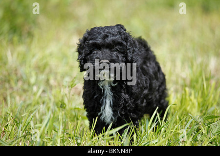 Cockapoo / Welpe puppy Cockapoo Banque D'Images
