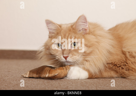 Spielende Katze / jouer au chat Banque D'Images