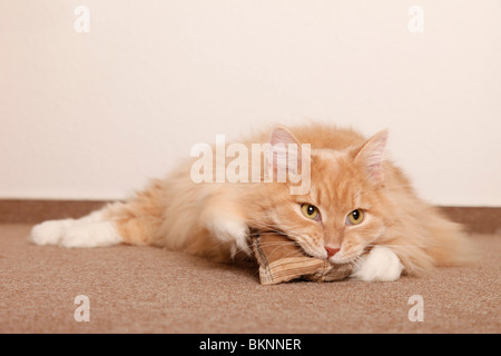 Spielende Katze / jouer au chat Banque D'Images