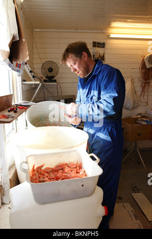 Prépare le pêcheur à la ligne d'appâts capturés dans le village de pêcheurs de morue Ballstad sur Vestvågøy, l'une des îles Lofoten en Norvège Banque D'Images