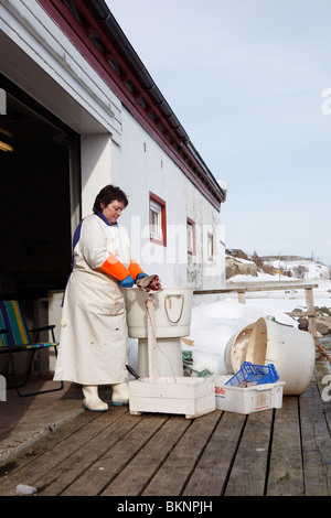 Femme de pêcheur de morue filets de la capture de poissons dans le village de pêcheurs de Ballstad Vestvågøy, l'une des îles Lofoten en Norvège Banque D'Images