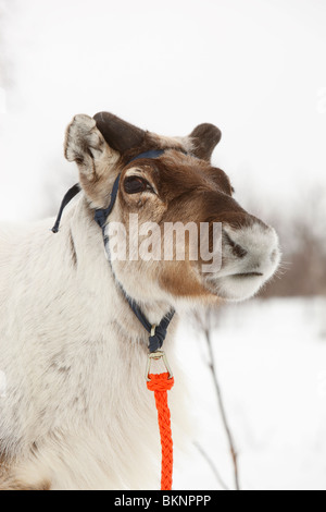 Coupe du Monde de Course de rennes, organisé lors de la fête de Pâques sami de Kautokeino dans Finnmarksvidda en Norvège Banque D'Images