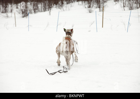 Coupe du Monde de Course de rennes, organisé lors de la fête de Pâques sami de Kautokeino dans Finnmarksvidda en Norvège Banque D'Images