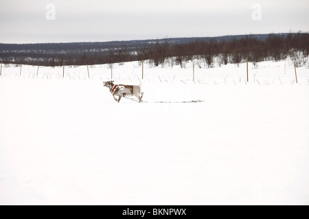 Coupe du Monde de Course de rennes, organisé lors de la fête de Pâques sami de Kautokeino dans Finnmarksvidda en Norvège Banque D'Images