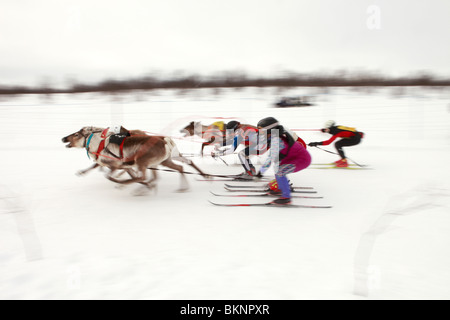 Coupe du Monde de Course de rennes, organisé lors de la fête de Pâques sami de Kautokeino dans Finnmarksvidda en Norvège Banque D'Images