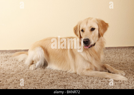 Golden Retriever Golden Retriever mâle / Rüde Banque D'Images