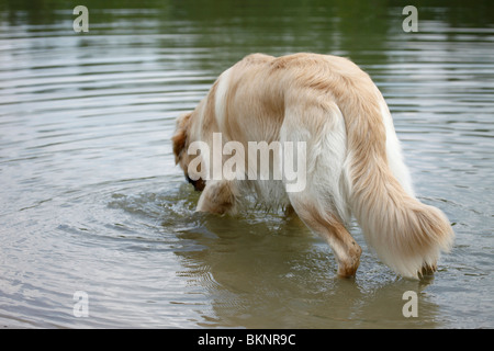 Golden Retriever Golden Retriever mâle / Rüde Banque D'Images