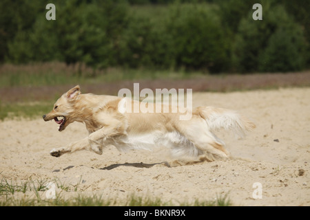 Golden Retriever Golden Retriever mâle / Rüde Banque D'Images