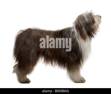 Bearded Collie, 3 ans, in front of white background Banque D'Images