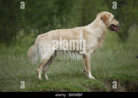 Golden Retriever Golden Retriever mâle / Rüde Banque D'Images