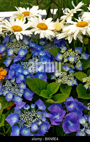 Hortensias colorés et Leucanthemum fermer jusqu'à une frontière de fleurs Banque D'Images