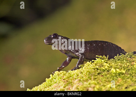 Photo d'une salamandre alpine noir sur vert mousse Banque D'Images