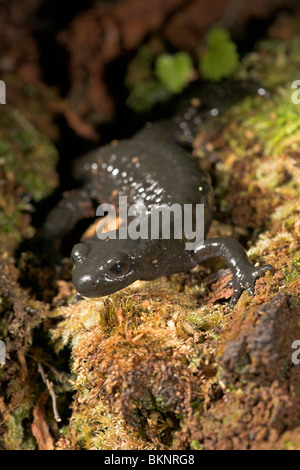 Photo d'une salamandre alpestre marcher sur un tronc d'arbre mort Banque D'Images