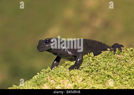 Photo d'une salamandre alpine noir sur vert mousse Banque D'Images