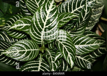 Feuilles variétées de l'usine de zèbre - Aphelandra Banque D'Images