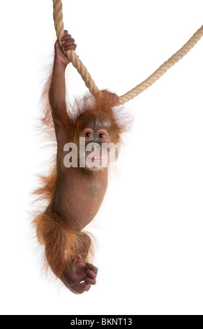 Orang-outan de Sumatra, bébé 4 mois, suspendu à la corde in front of white background Banque D'Images