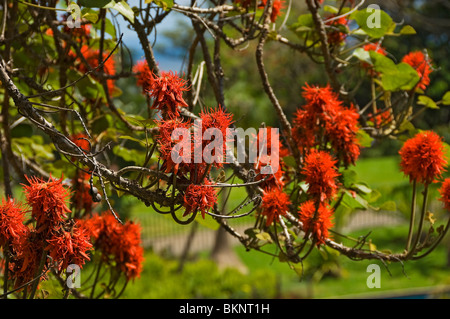 Gros plan de fleurs rouges fleur floraison de l'arbre de corail erythrina reticulata Madère Portugal Europe Banque D'Images