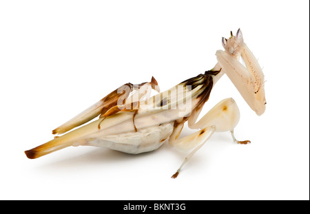 Homme et femme hymenopus coronatus, Malaysian orchid mantis, in front of white background Banque D'Images