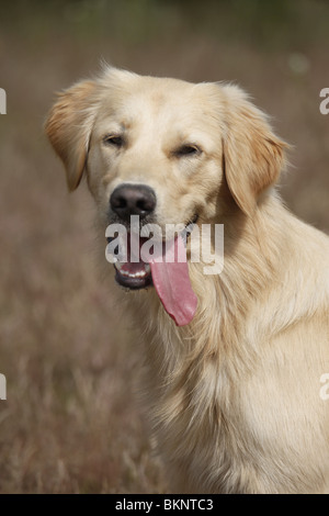 Golden Retriever Golden Retriever mâle / Rüde Banque D'Images