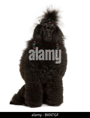 Caniche Royal, 11 years old, in front of white background Banque D'Images